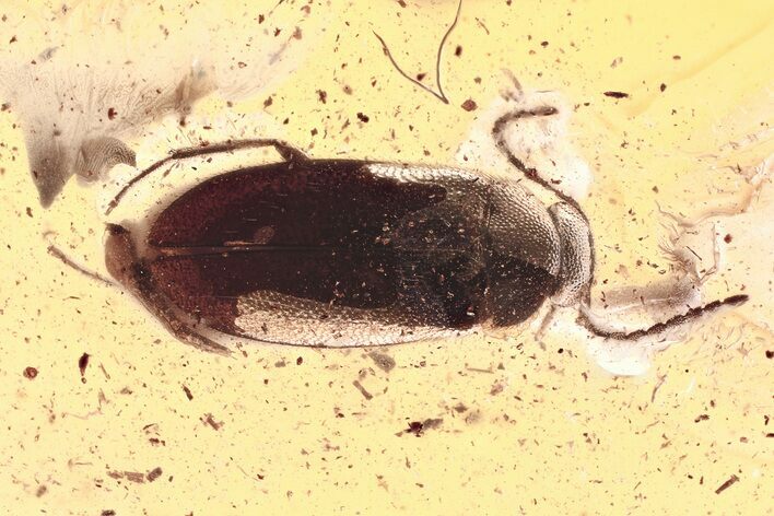 Detailed Fossil False Flower Beetle (Scraptiidae) in Baltic Amber #367399